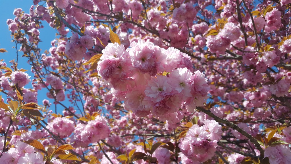 Garden and Life&nbsp;Plotting