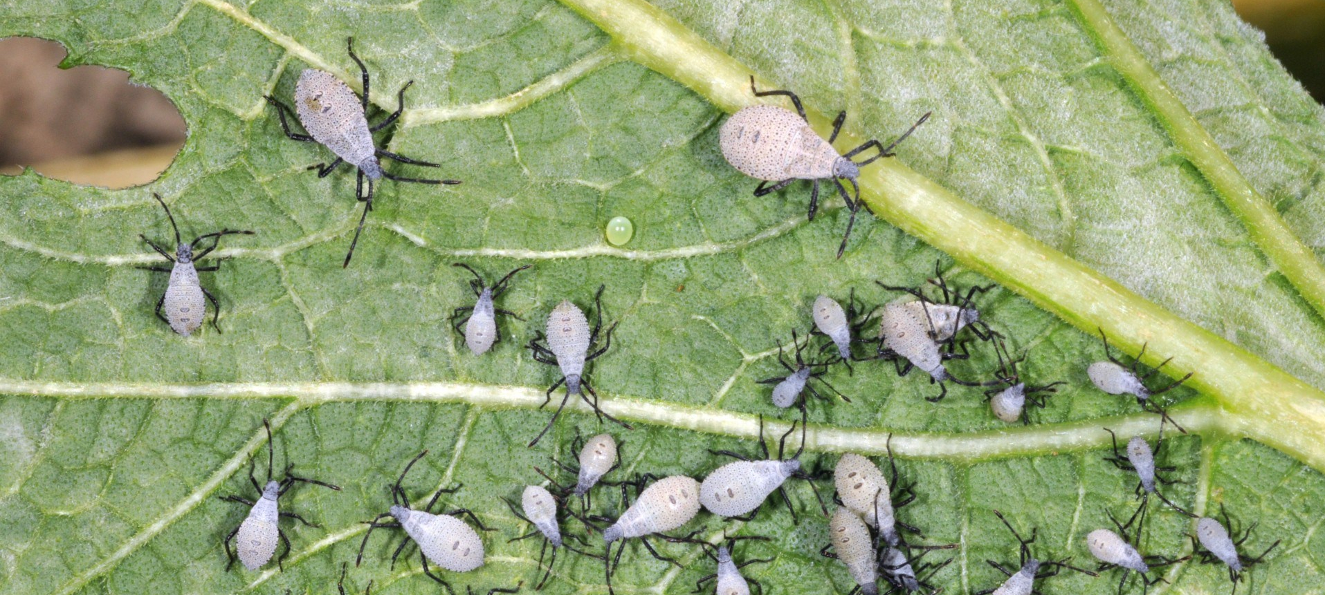 The War On (Squash) Bugs – Melisa Peterson Lewis
