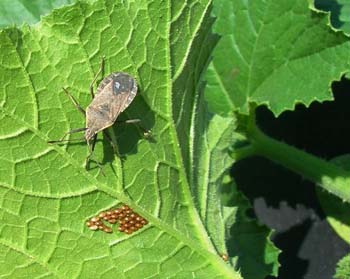 squash-bug350-and-eggs-2